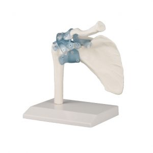 Elbow Joint With Ligaments With Stand
