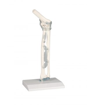 Elbow Joint With Ligaments With Stand MA00690