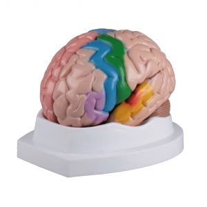 Brain Functional Regional 5 Parts