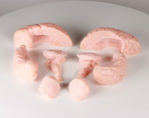 Soft Brain 8 Parts - Image 2