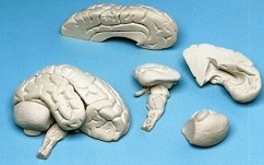 Soft Brain 8 Parts