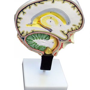 Brain Section