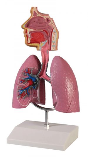 Human Respiratory System