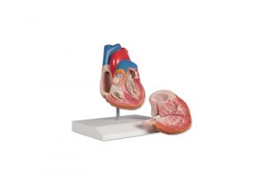 Heart Model 2 Parts Life Size - Image 2