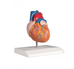 Heart Model 2 Parts Life Size