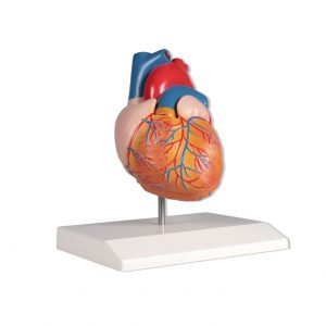 Heart Model 2 Parts Life Size