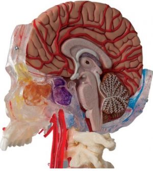 BONElike Human Skull Model Half Transparent - Image 2