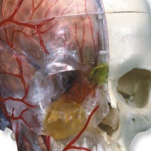 BONElike Human Skull Model Half Transparent - Image 3