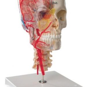 BONElike Human Skull Model Half Transparent