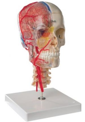 BONElike Human Skull Model Half Transparent