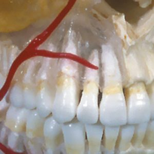 BONElike Human Skull Model Half Transparent - Image 4