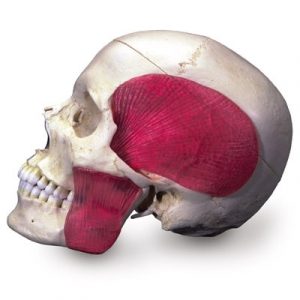 BONElike Human Skull Model Half Transparent And Half Bony 8 Part - Image 2