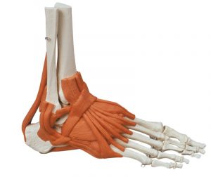 Foot Skeleton With Ligaments