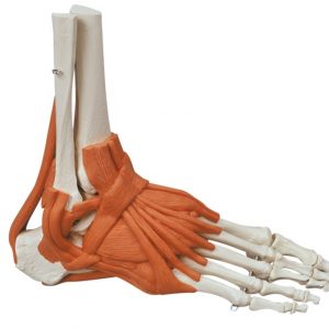 Foot Skeleton With Ligaments