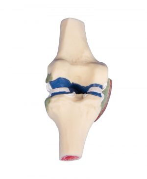 Longitudinal Section Model Knee