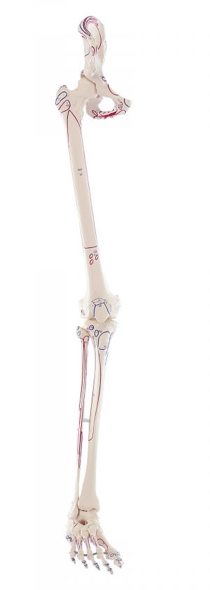 Skeleton Of Leg With Half Pelvis And Muscle Marking