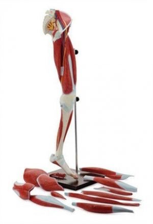 Leg Muscles 12 Part Demountable
