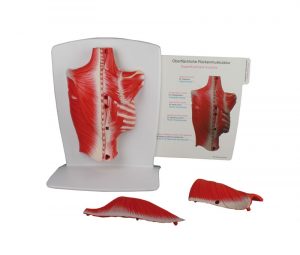 Back Muscle Model 4 Part - Image 2