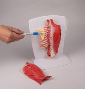 Back Muscle Model 4 Part - Image 4