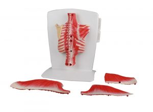 Back Muscle Model 4 Part - Image 6