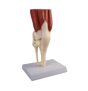 Knee Joint Life Size With Muscles