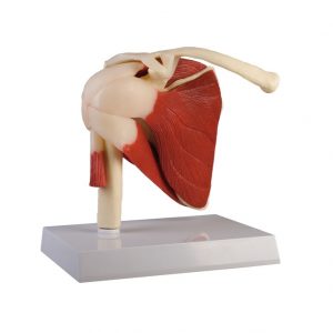 Shoulder Joint Life Size With Muscles