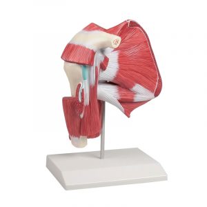 Model Of Shoulder With Deep Muscle