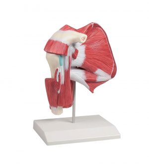 Model Of Shoulder With Deep Muscle