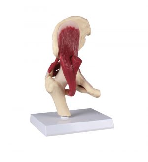 Hip Joint Life Size with Muscles