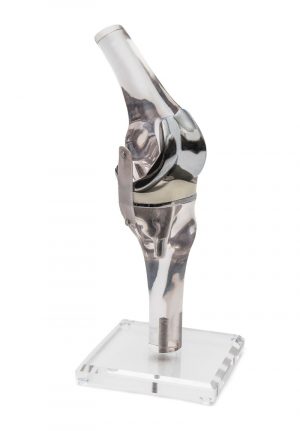 Knee Model With Endoprosthesis