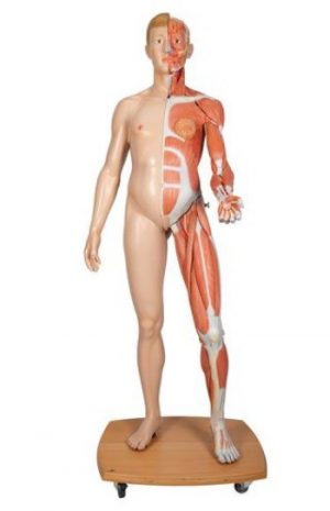 Life Size Dual Sex Human Figure 39 Part