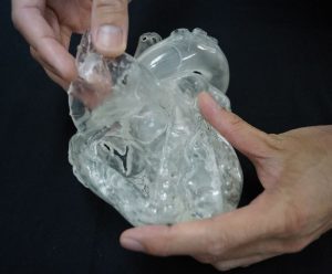 Heart Model Flexible Didactical Version - Image 5