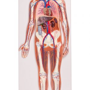 Circulatory System Relief Model 1 2 Life Size