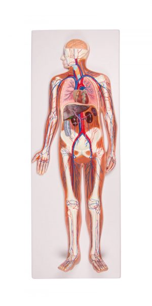 Circulatory System Relief Model 1 2 Life Size