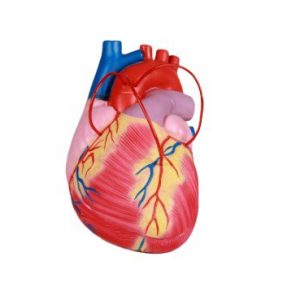Heart with Bypass 2x Life Size 2 Parts