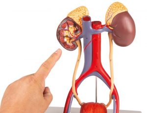 Dual Sex Urinary System 6 Part - Image 2