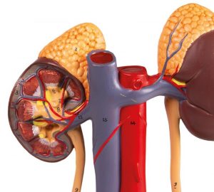 Dual Sex Urinary System 6 Part - Image 3