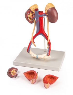 Dual Sex Urinary System 6 Part