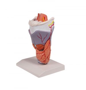 Larynx Model 2 Times Enlarged 5 Part - Image 2