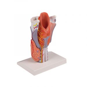 Larynx Model 2 Times Enlarged 5 Part