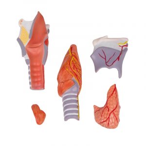 Larynx Model 2 Times Enlarged 5 Part - Image 5