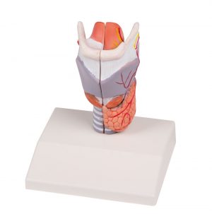 Larynx Model Life Size 2 Part