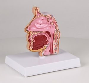 Nose And Sinus Model