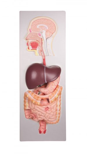 Digestive System Model 5 Parts