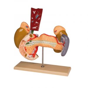 Internal Organs 2 Parts