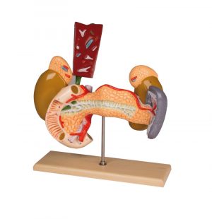 Internal Organs 2 Parts