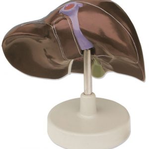 Liver with Gall Bladder Life Size MA00947