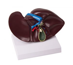 Liver With Gall Bladder Life Size MA00948