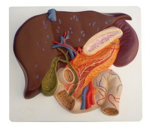 Liver with Gall Bladder Pancreas And Duodenum
