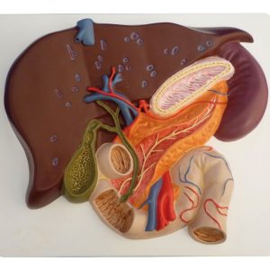 Liver with Gall Bladder Pancreas And Duodenum